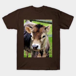 Cows - Calf Closeup T-Shirt